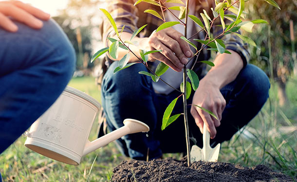 Tree Service In Canton And North Canton, Ohio